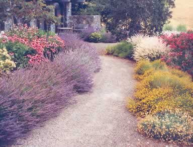 The fine-textured perennials soften the coarseness of the gravel.