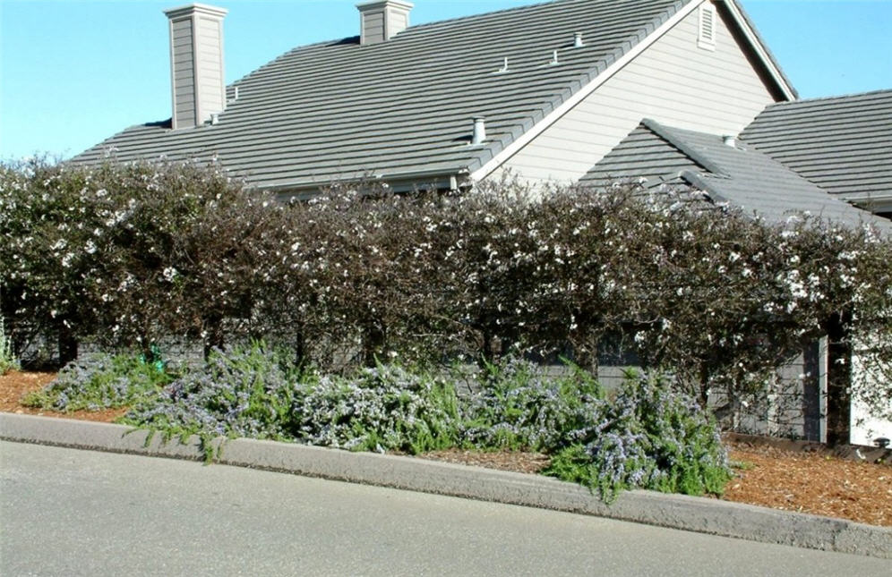 Solanum Fence Display