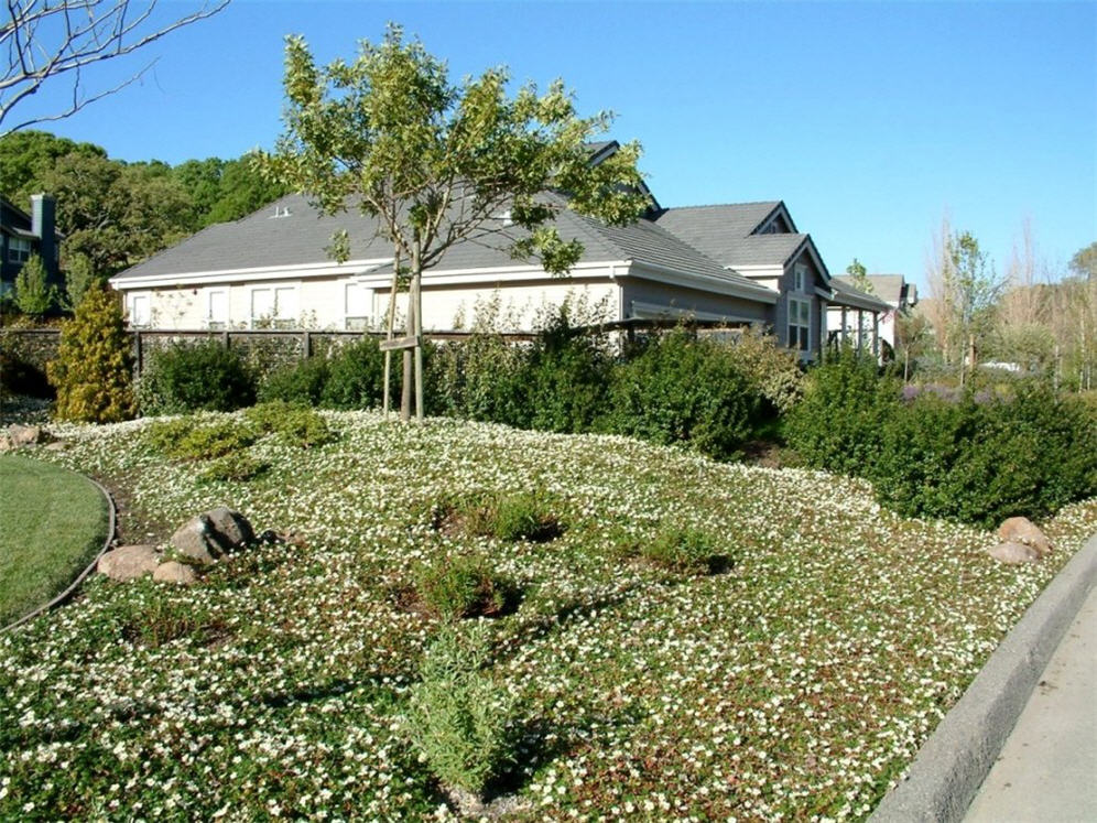 Ornamental Strawberry Hill