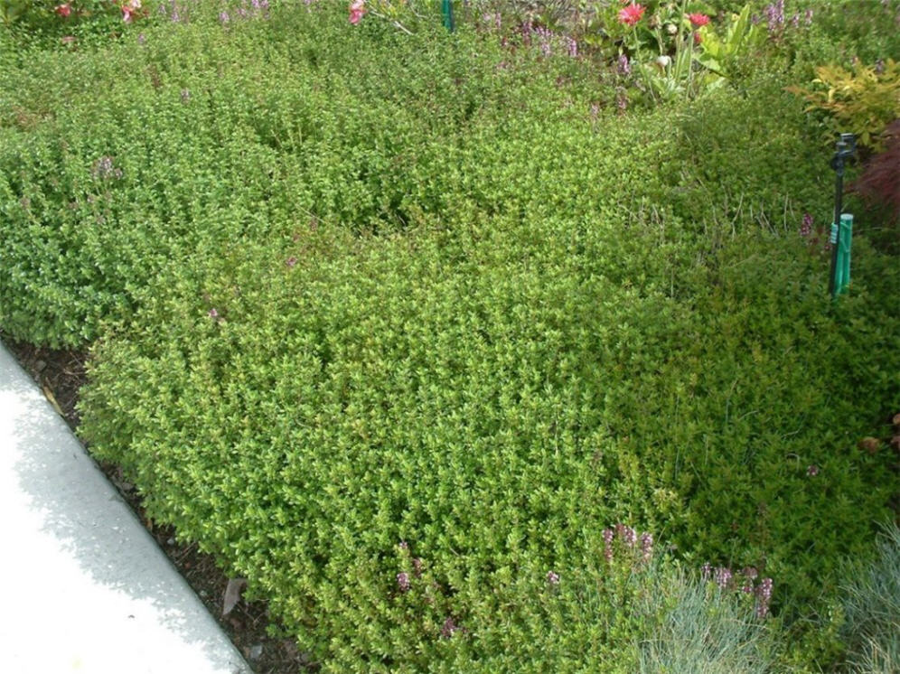 Groundcover Detail