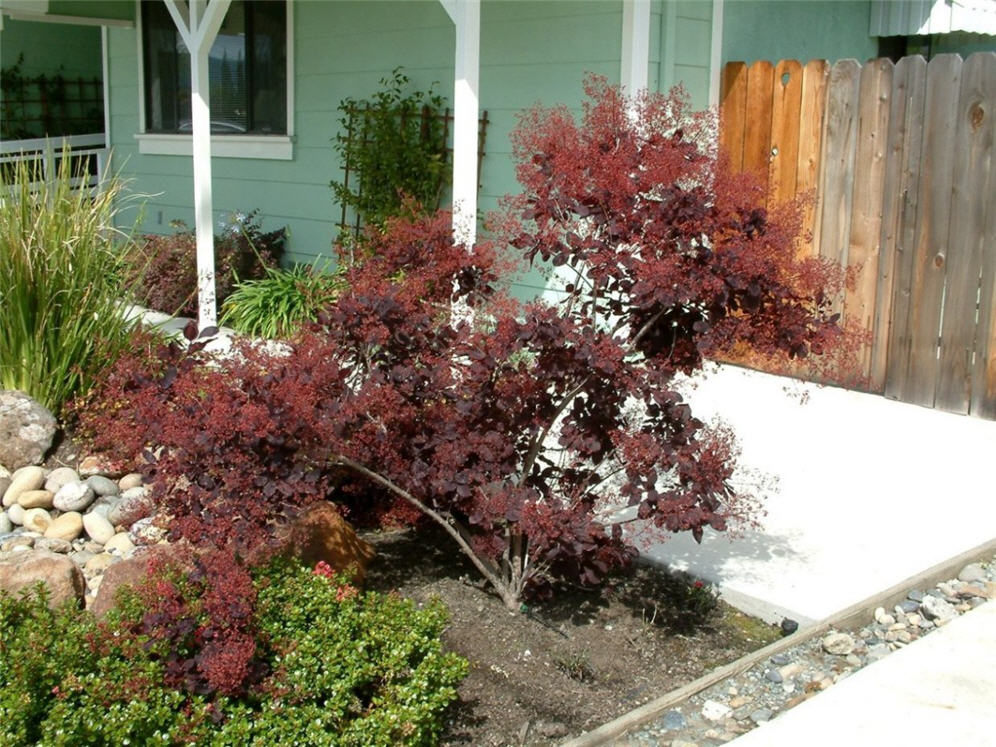 Smoke Tree Detail