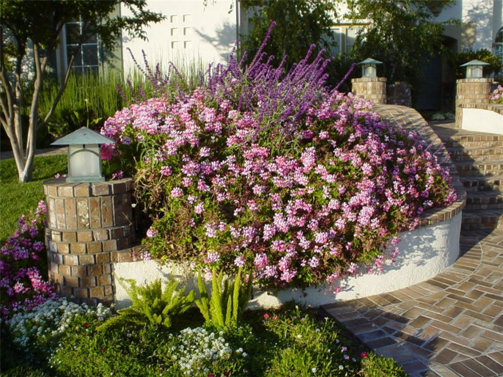 Raised Planter and Geranium