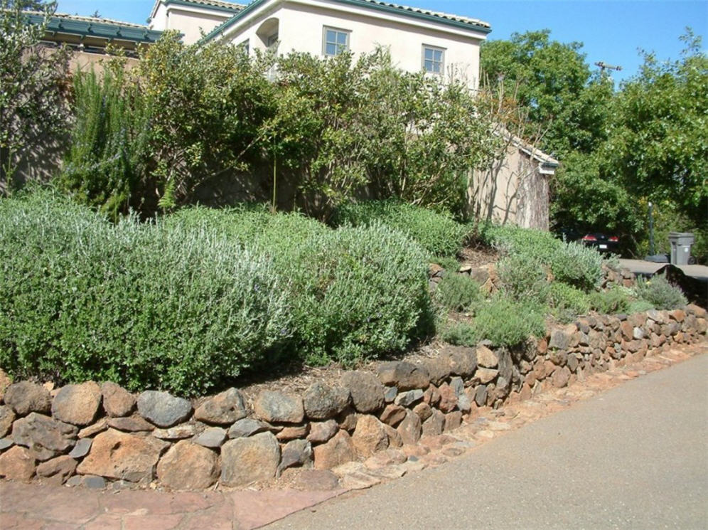 Raised Planter  and Drive