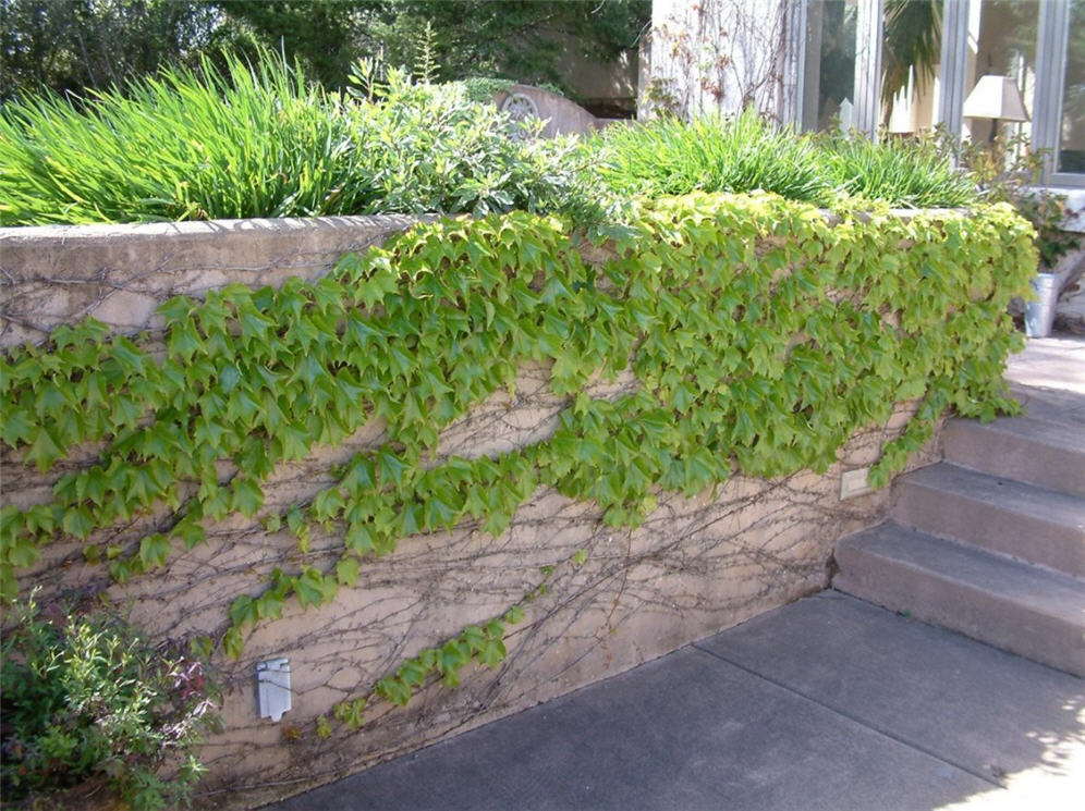 Raised Planter and Grape Ivy