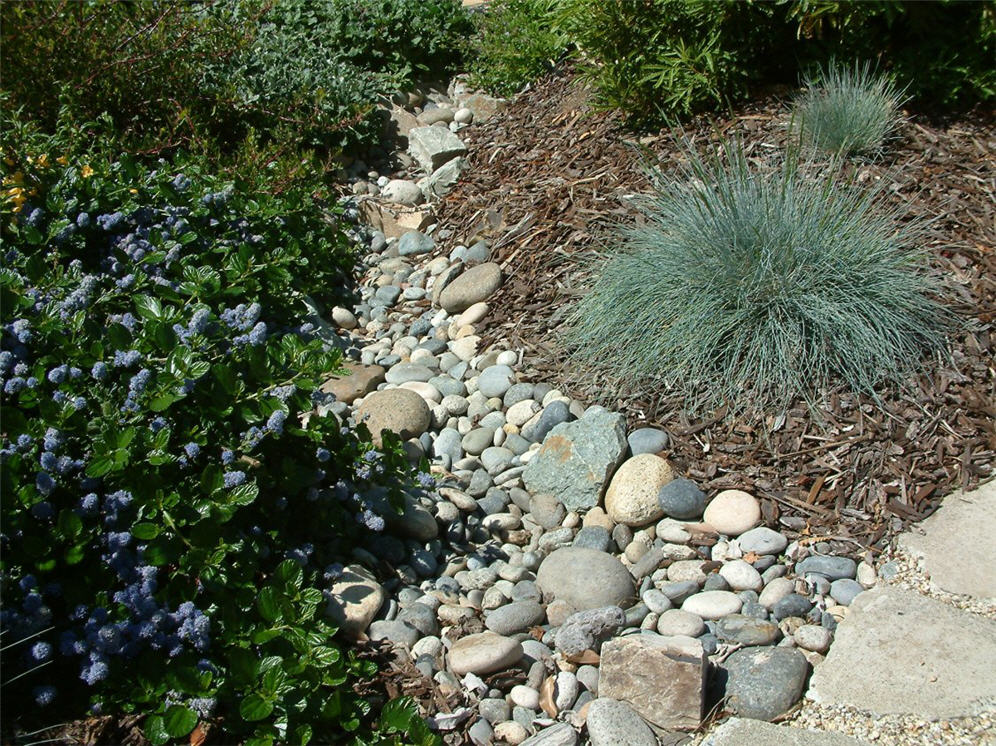 Ceaothus and Fescue