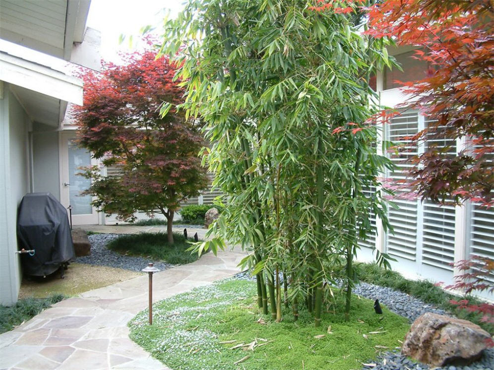 Courtyard Garden