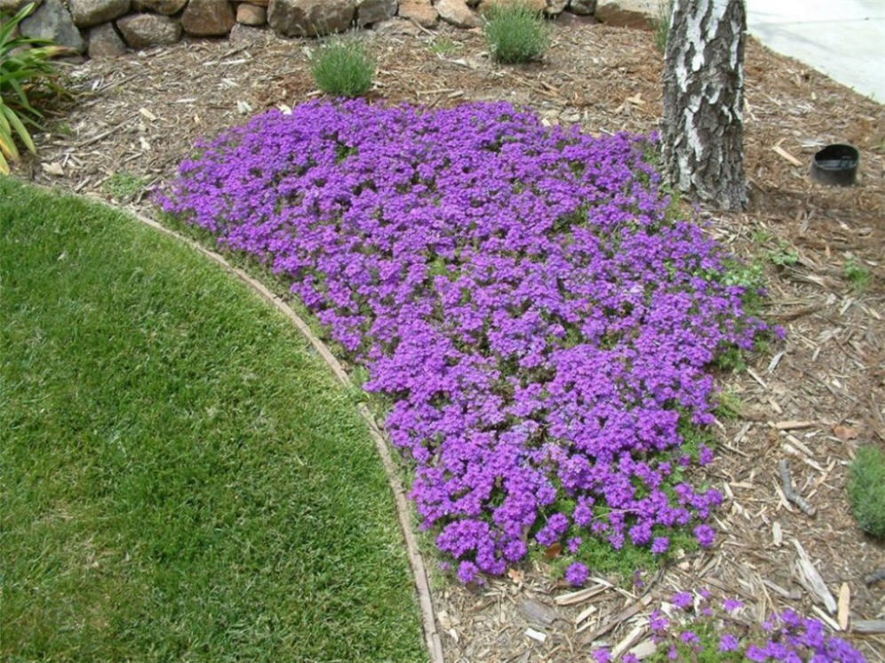 Verbena Detail