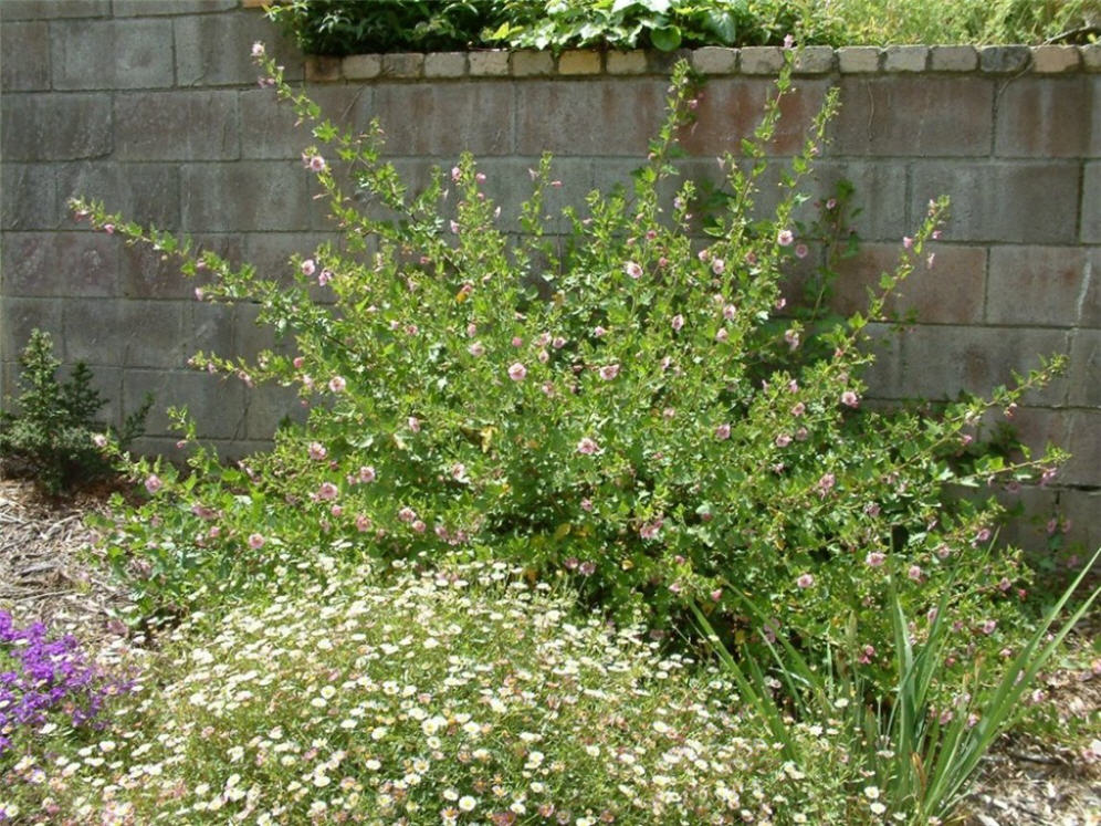 Shrub Detail 3