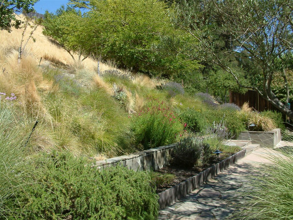 Lion-mane Hillside