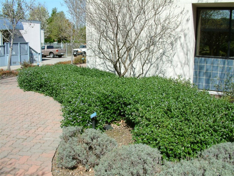 Zone 7 Demo Garden Ceanothus