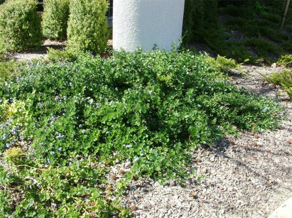 Ceanothus Zone 7