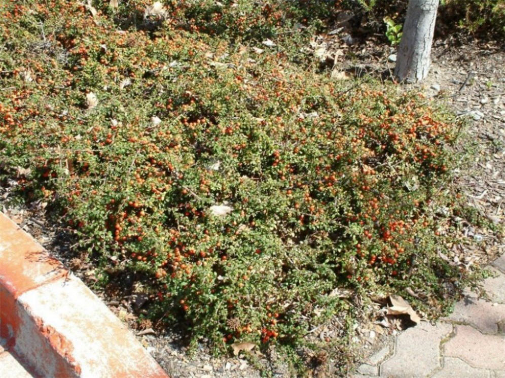 Cotoneaster Lowfast