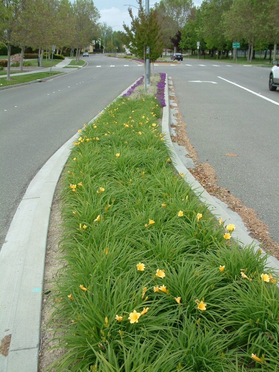 Daylily Parking Median Strip