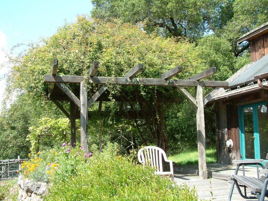 Arbor Trellis with Vine Display