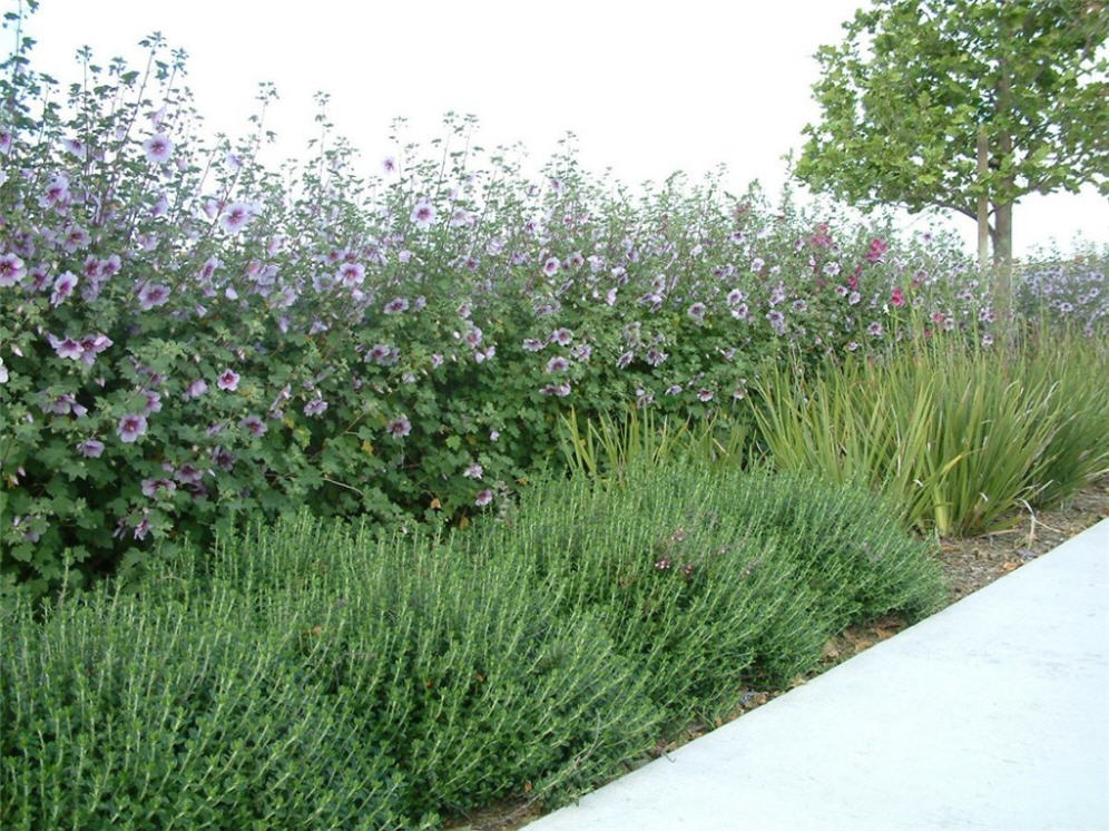 Roadside Planting