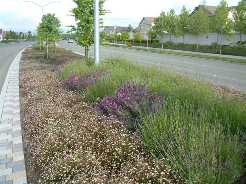 Wide Median Strip