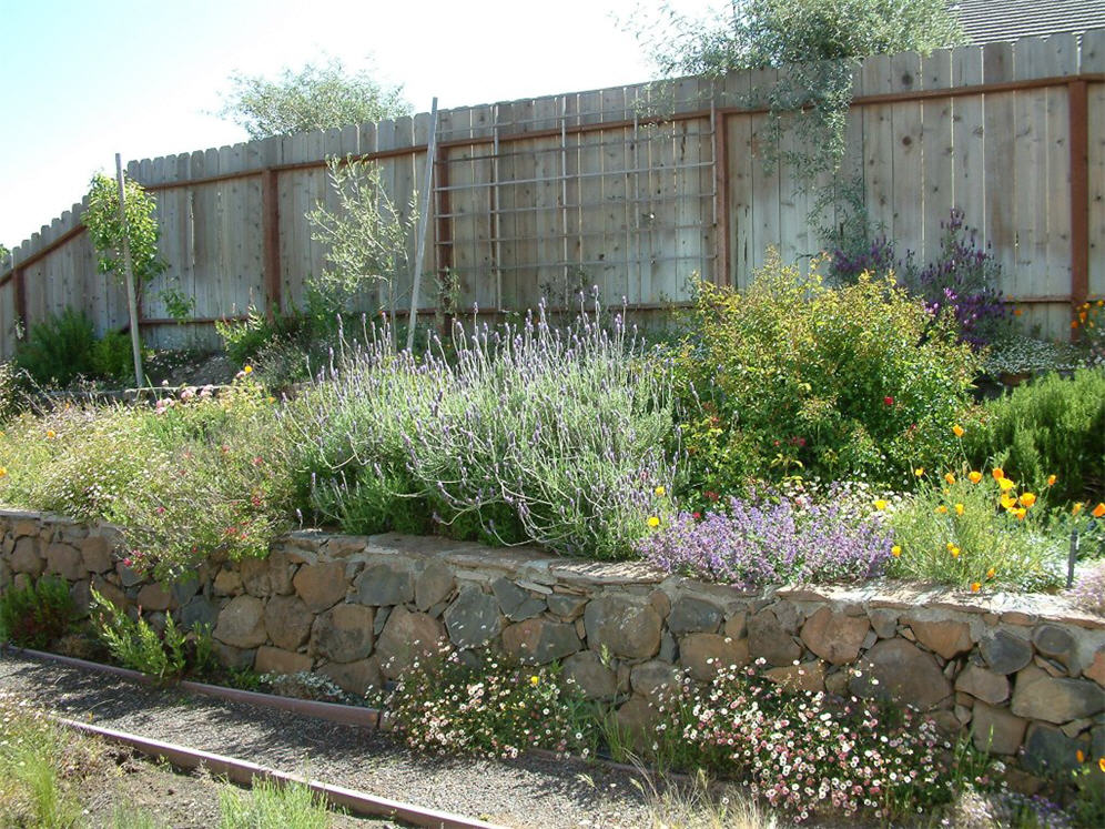 Rock Wall and Mediterranean Plantings