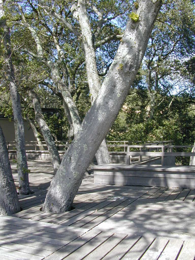 Deck and Sycamores