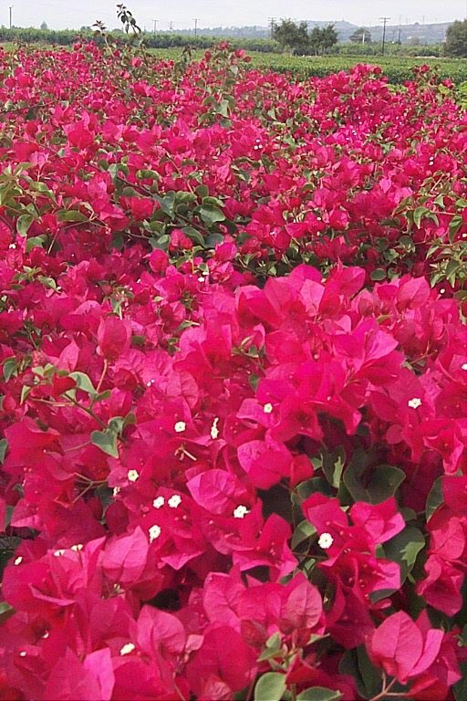 Bougainvillea 'La Jolla'