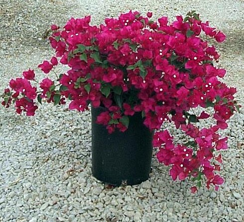 Plant photo of: Bougainvillea 'La Jolla'