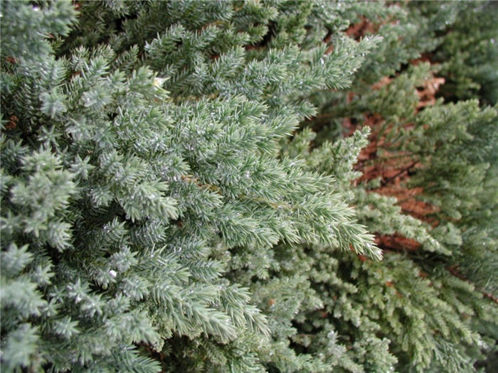 Plant photo of: Juniperus procumbens