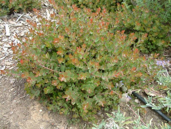 Arctostaphylos 'John Dourley'