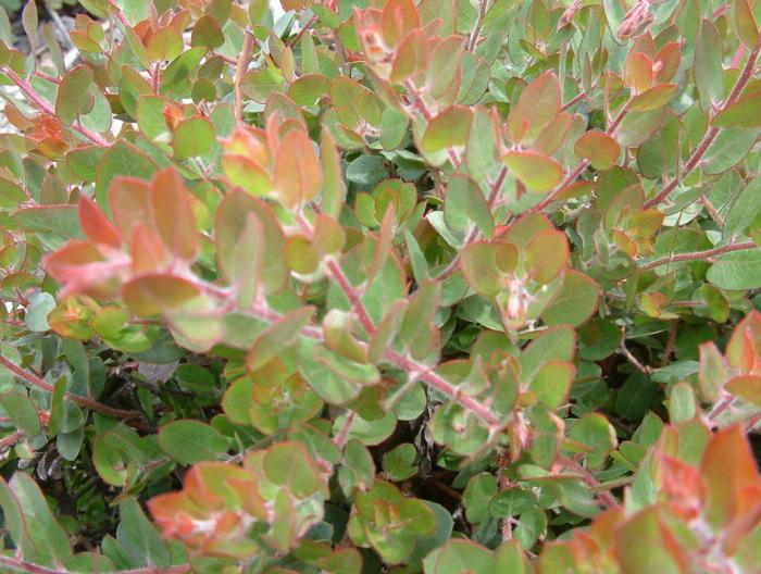 Plant photo of: Arctostaphylos 'John Dourley'