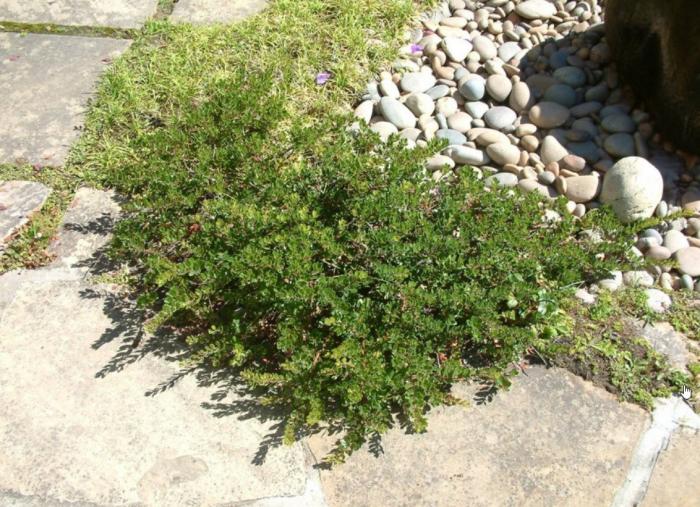 Plant photo of: Arctostaphylos 'Monterey Carpet'