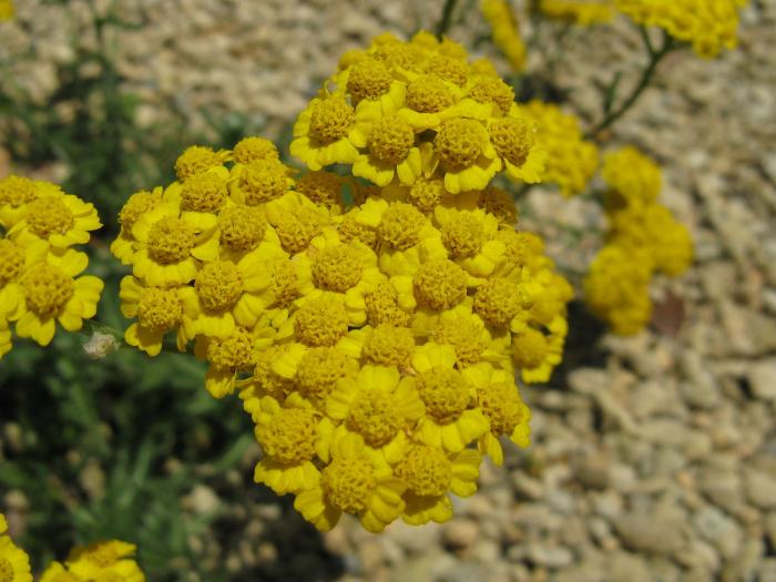 Plant photo of: Achillea tomentosa