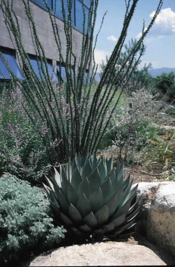 Plant photo of: Agave parrasana