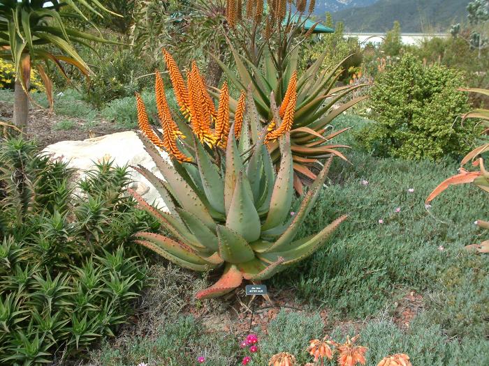 Aloe ferox