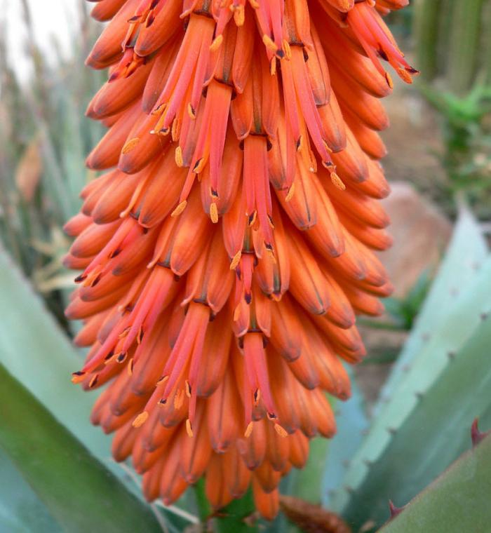 Plant photo of: Aloe ferox