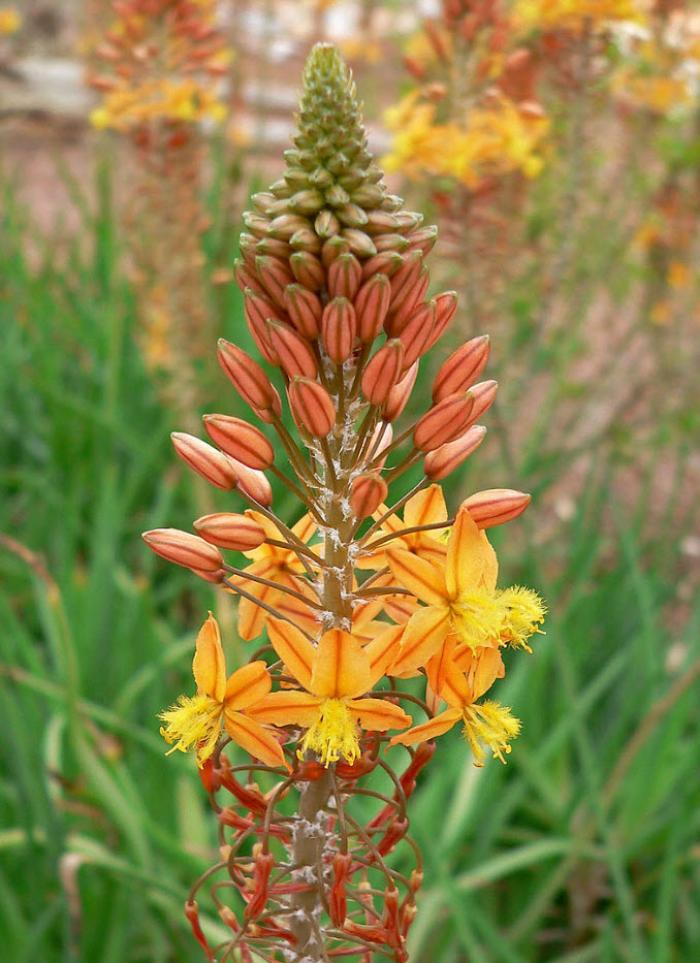 Plant photo of: Bulbine frutescens 'Hallmark'