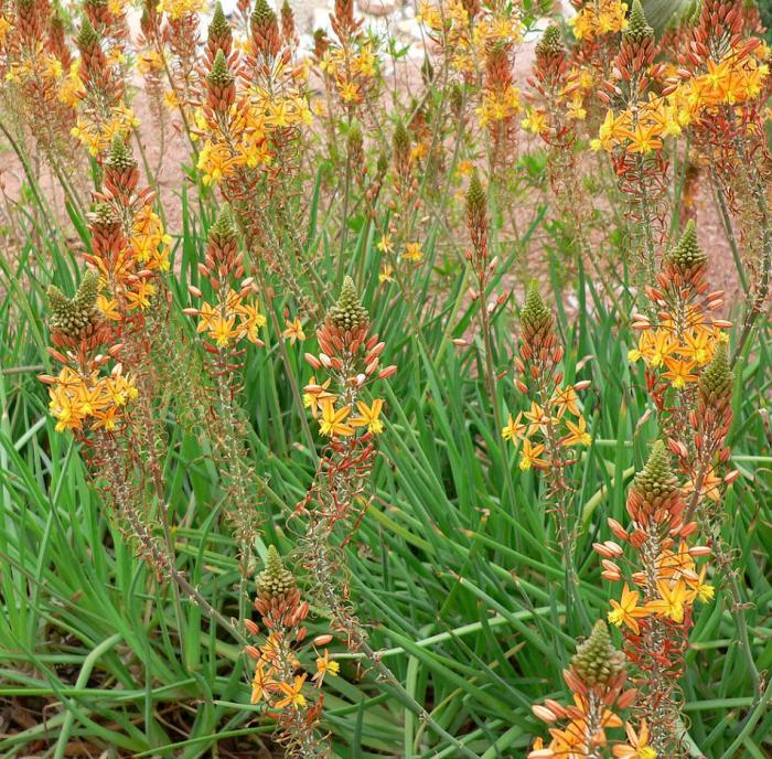 Plant photo of: Bulbine frutescens 'Hallmark'