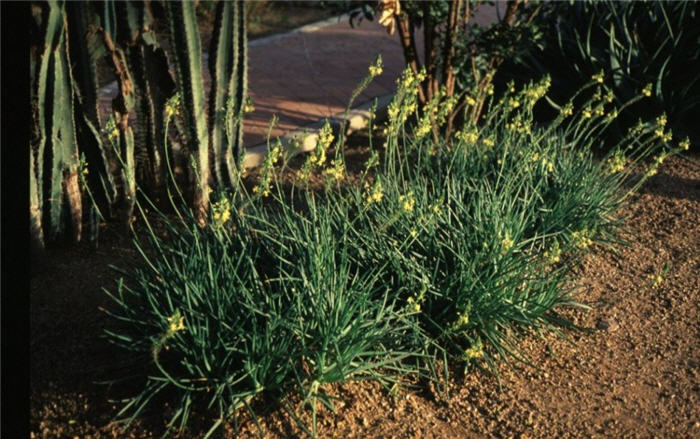 Plant photo of: Bulbine frutescens 'Yellow'