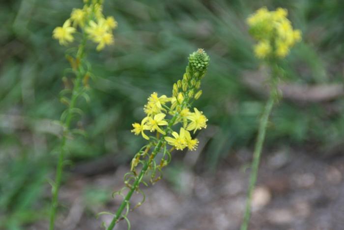 Plant photo of: Bulbine frutescens 'Yellow'