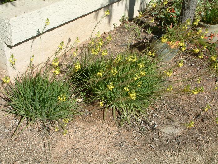 Plant photo of: Bulbine frutescens 'Yellow'