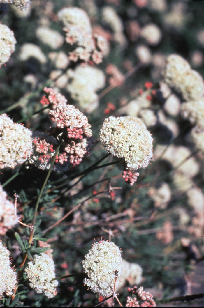 Plant photo of: Eriogonum fasciculatum poliofolium