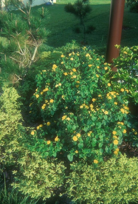 Dwarf Yellow Bush Lantana