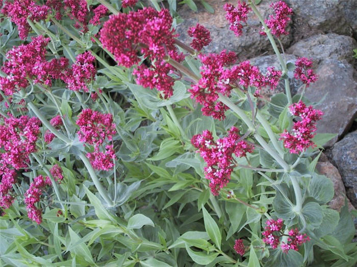 Centranthus ruber