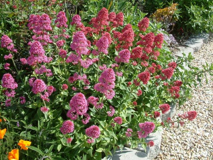 Plant photo of: Centranthus ruber