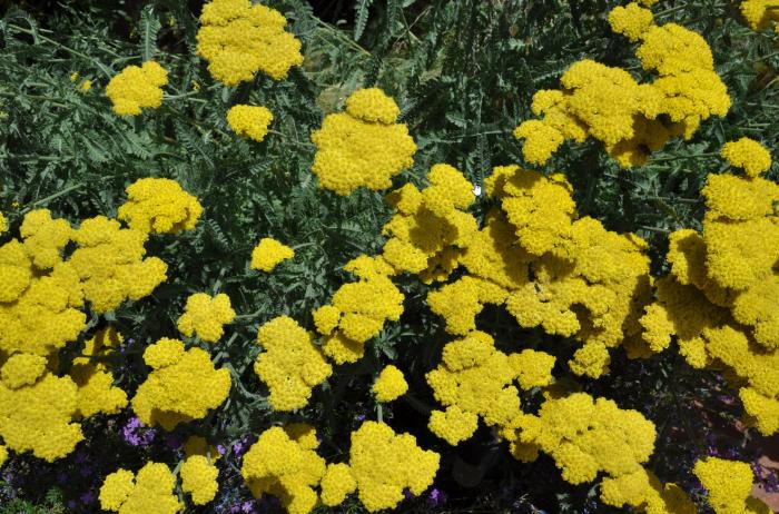 Plant photo of: Achillea 'Moonshine'