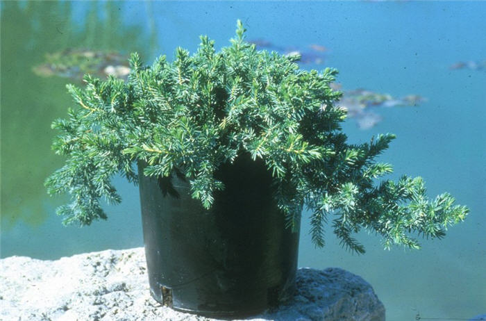 Plant photo of: Juniperus rigida conferta 'Blue Pacific'