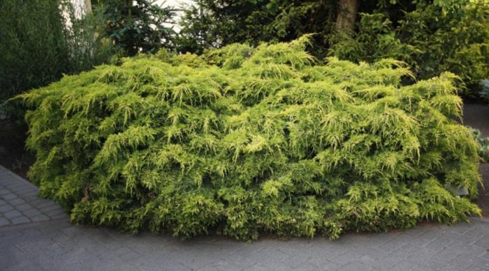 Juniperus x pfitzeriana 'Aurea'