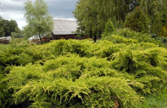 Plant photo of: Juniperus x pfitzeriana 'Aurea'