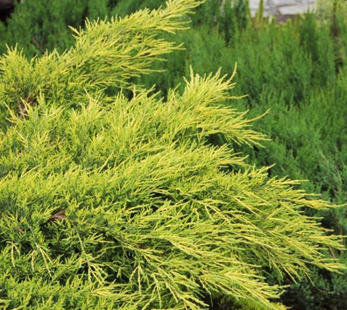 Plant photo of: Juniperus x pfitzeriana 'Aurea'