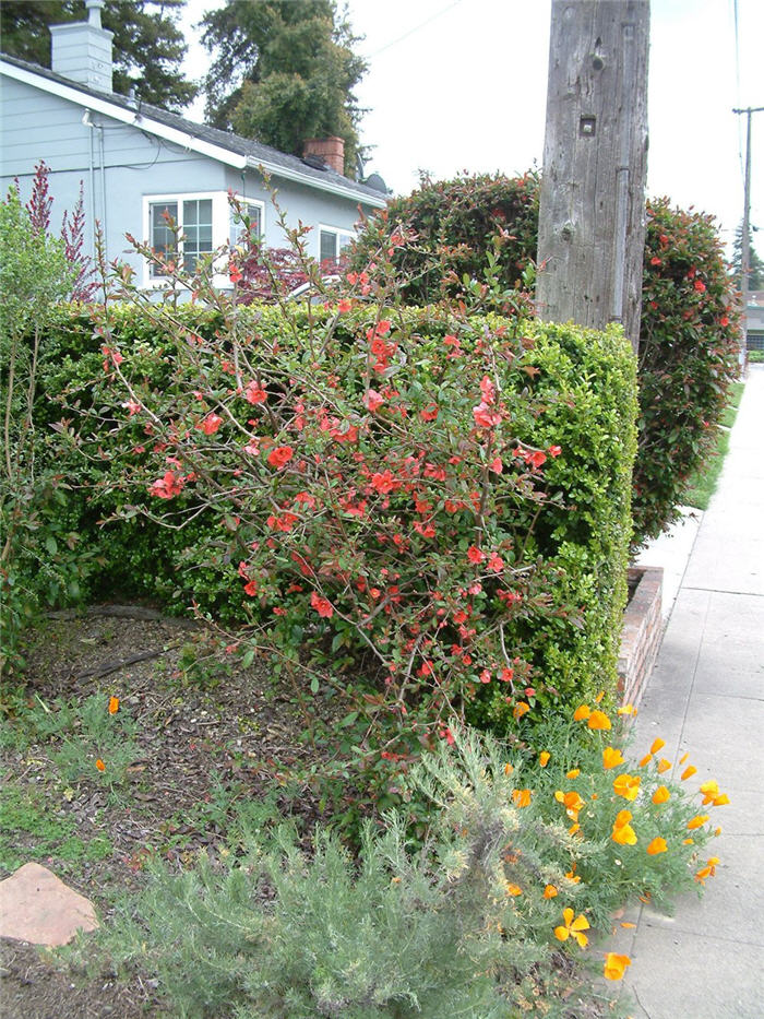 Plant photo of: Chaenomeles japonica