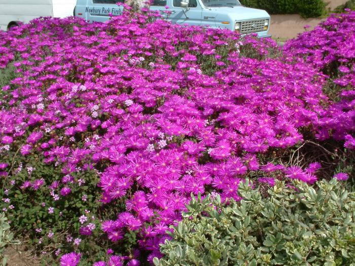 Plant photo of: Lampranthus spectabilis