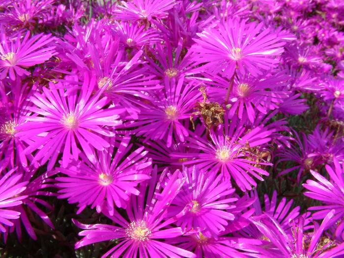 Plant photo of: Lampranthus spectabilis