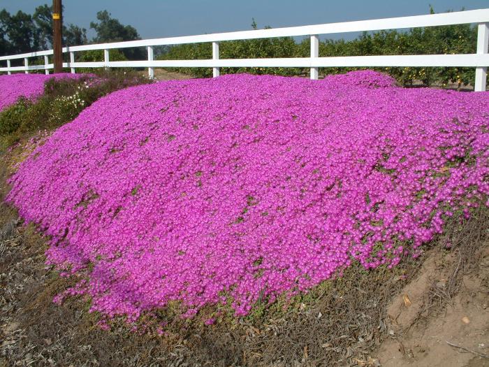 Plant photo of: Lampranthus spectabilis